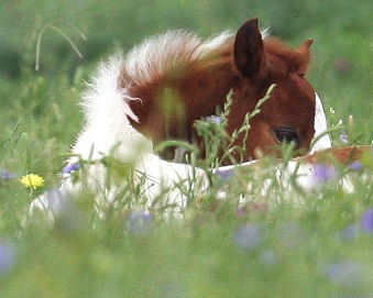 Colt - Russell Humphrey2.jpg